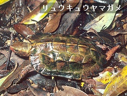 リュウキュウヤマガメ（沖縄島）